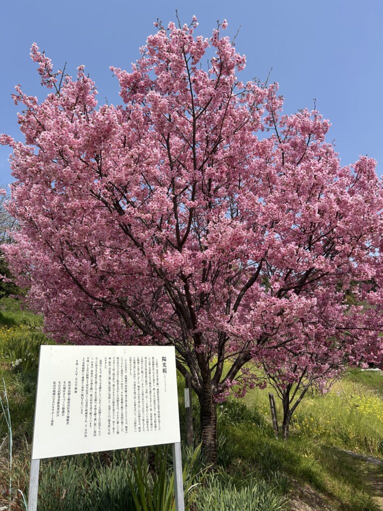 垣生山の陽光桜