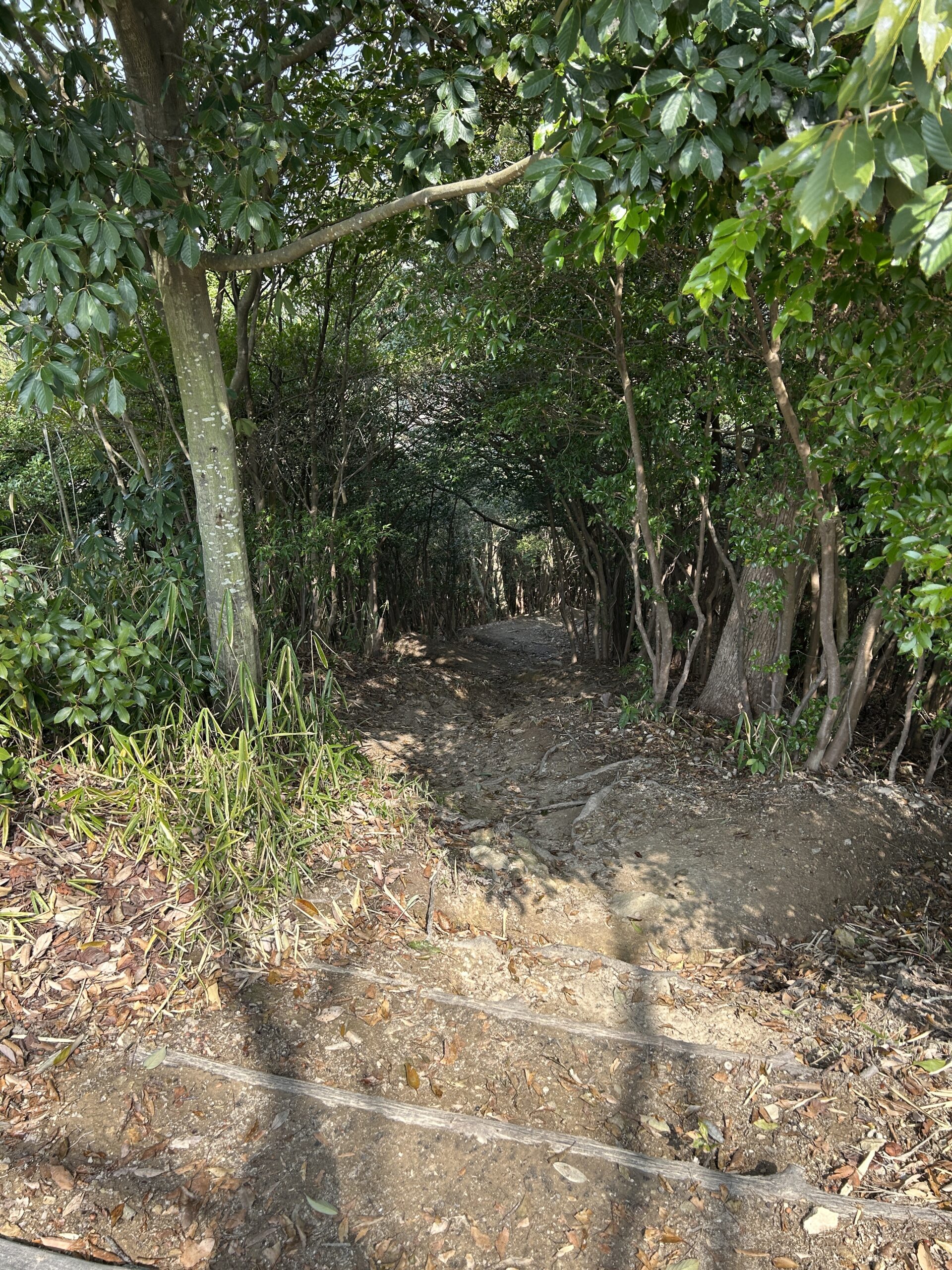 垣生山の緑のトンネル登山道