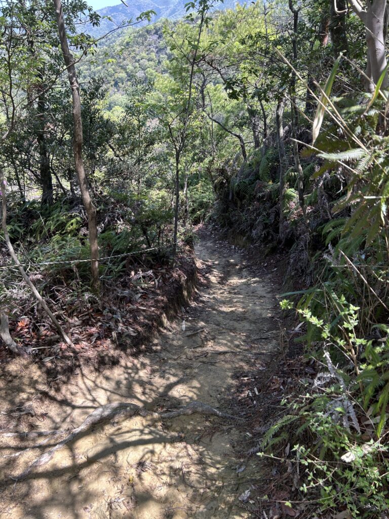 落ち葉と木漏れ日に包まれた淡路ヶ峠の登山道