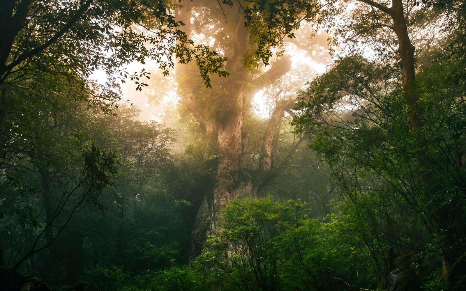 屋久島の縄文杉（撮影：Marek Piwnicki / Unsplash）