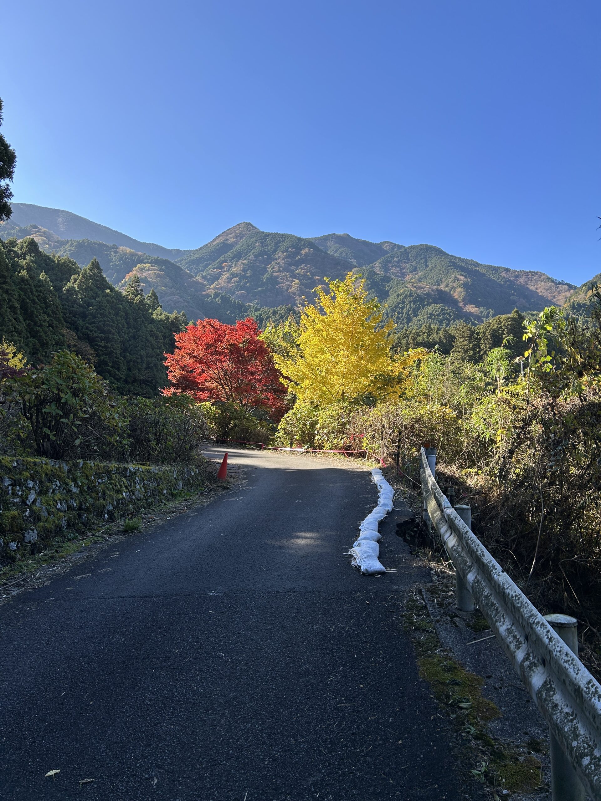 紅葉に染まる白猪の滝周辺の木々