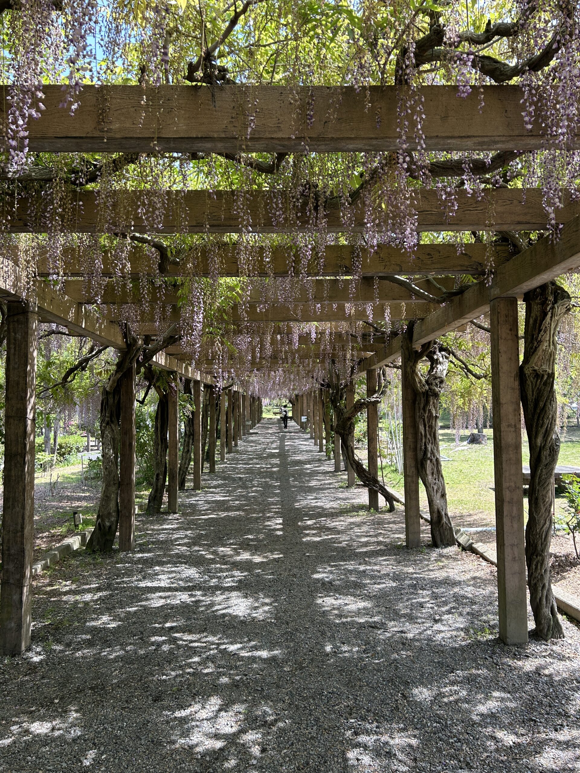 大三島藤公園 藤棚の全景