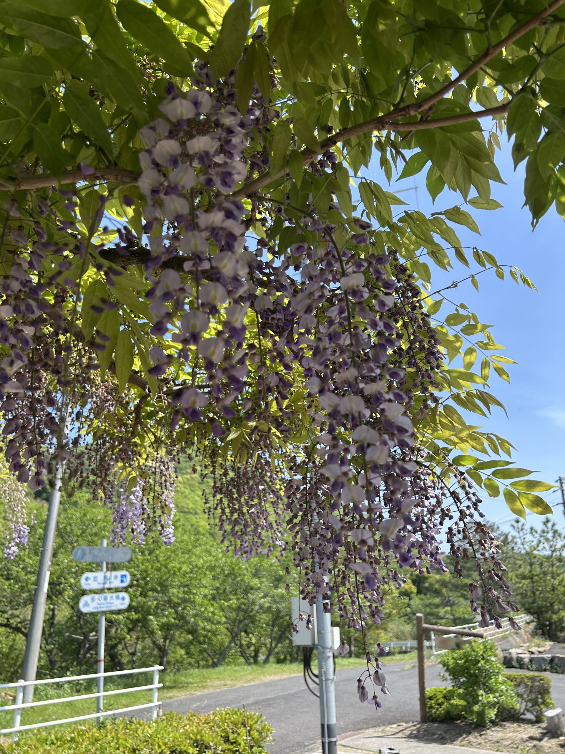 大三島藤公園 花穂と青空