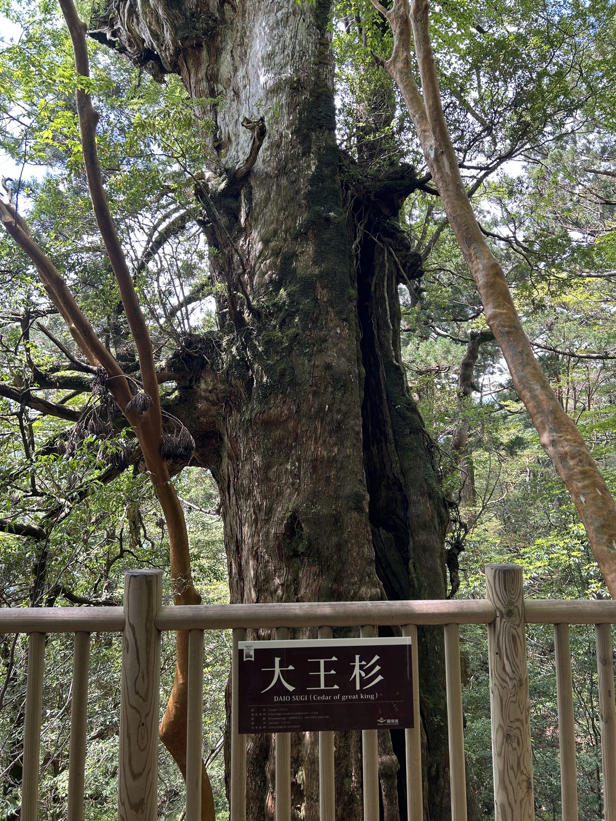 屋久島トレッキングコース途中の大王杉