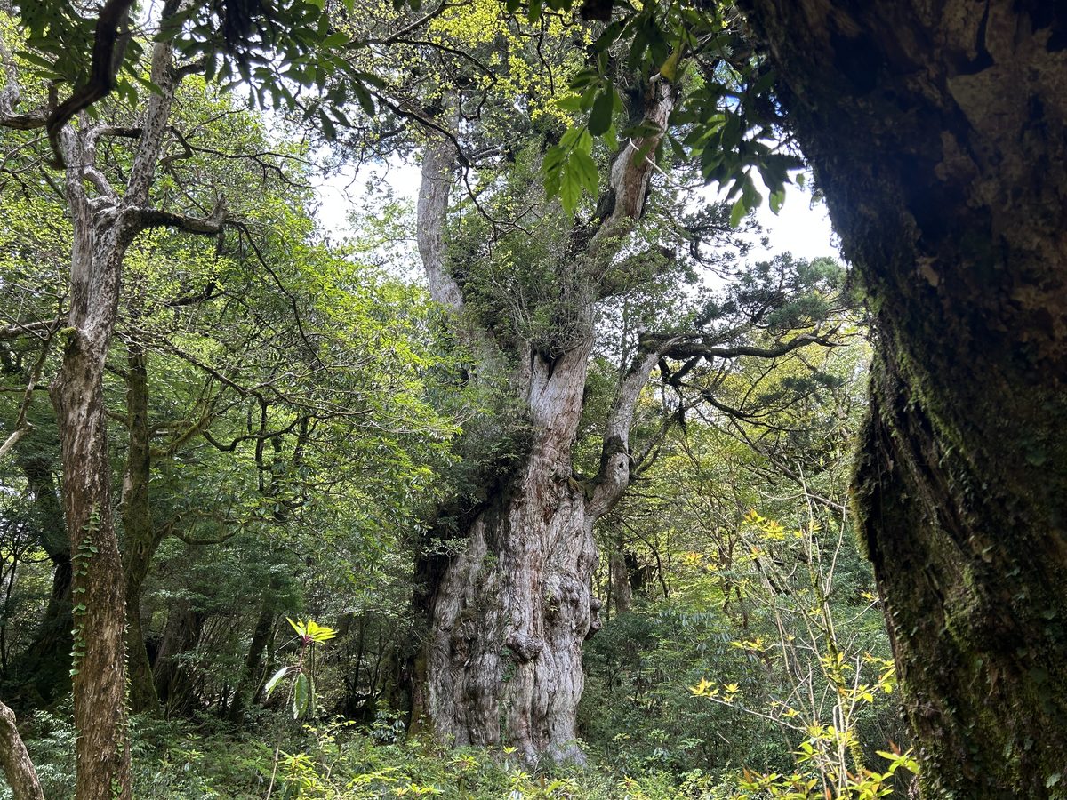 屋久島の原生林に立つ縄文杉