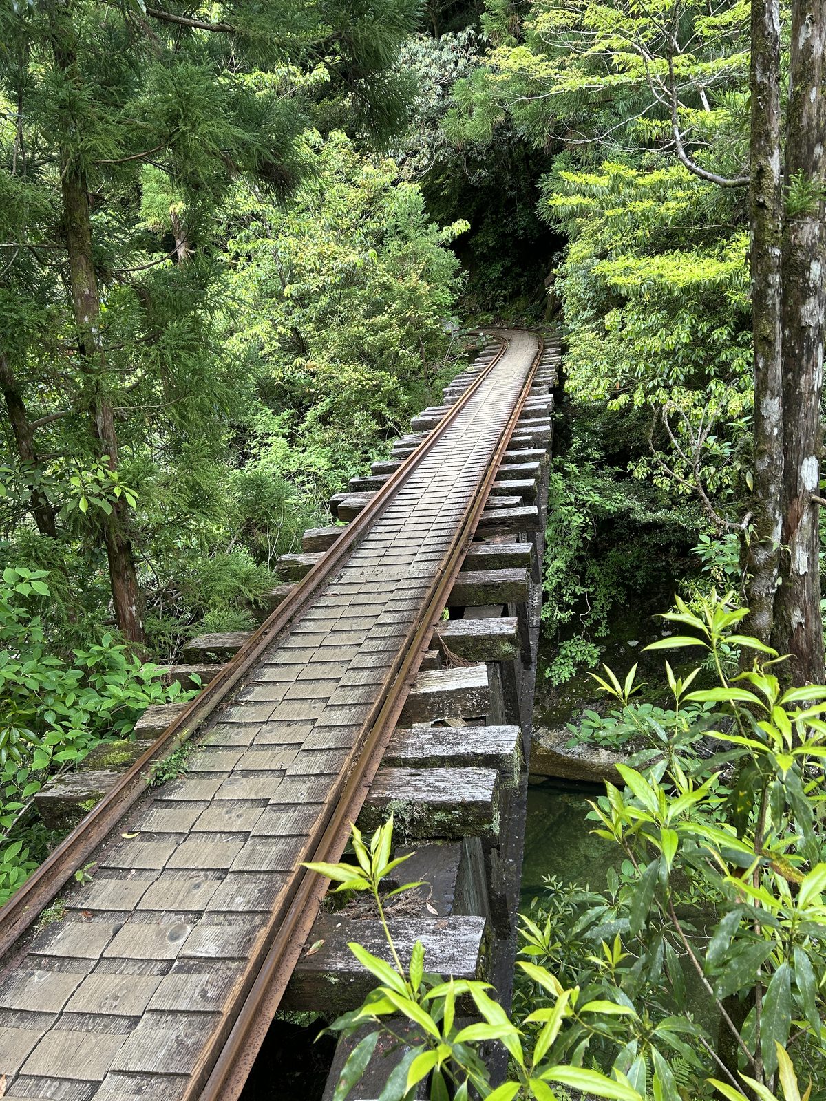 屋久島・荒川登山道のトロッコ道