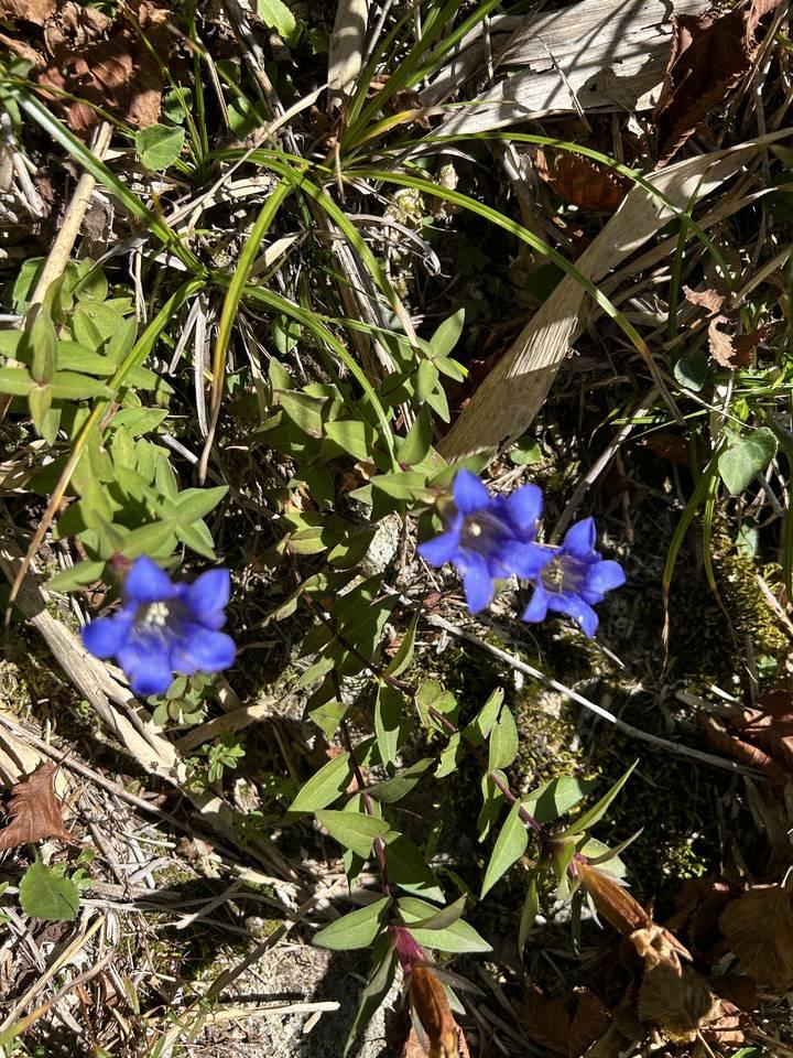 登山道脇に咲いていた青紫色のリンドウの花